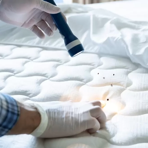 Inspection d’un matelas à l’aide d’une lampe torche pour détecter la présence de punaises de lit et de leurs traces, réalisée avec des gants de protection.