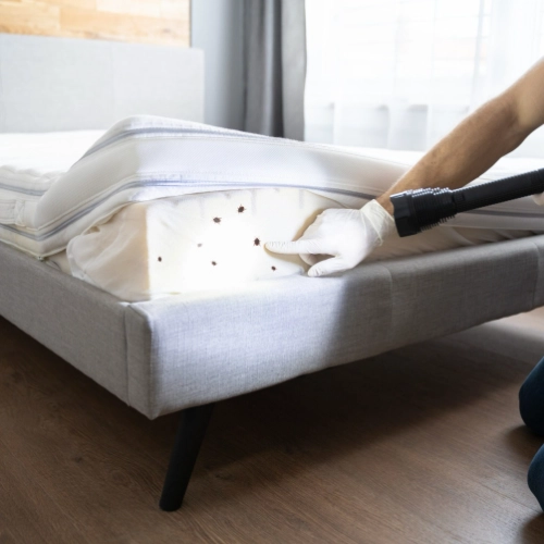 Inspection d’un matelas infesté par des punaises de lit, technicien soulevant le sommier et utilisant un aspirateur pour éliminer les insectes et traces visibles.