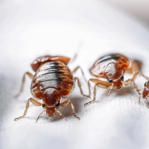 Punaises de lit adultes en gros plan sur un tissu clair, montrant plusieurs insectes visibles, signe d’une infestation active de punaises de lit.