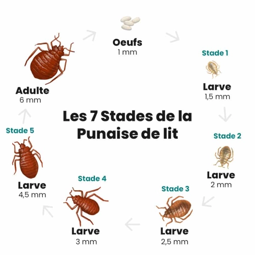 Schéma illustré des 7 stades de développement de la punaise de lit, de l’œuf (1 mm) à l’adulte (6 mm), avec les différentes phases larvaires et leurs tailles.