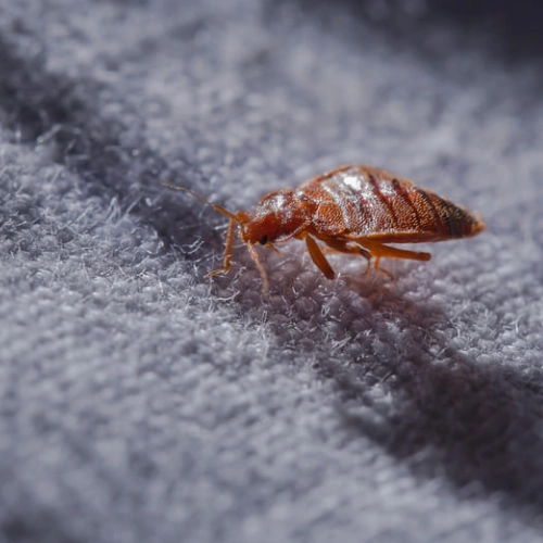 Gros plan d’une punaise de lit adulte se déplaçant sur un tissu, montrant sa forme ovale brun-rouge caractéristique.