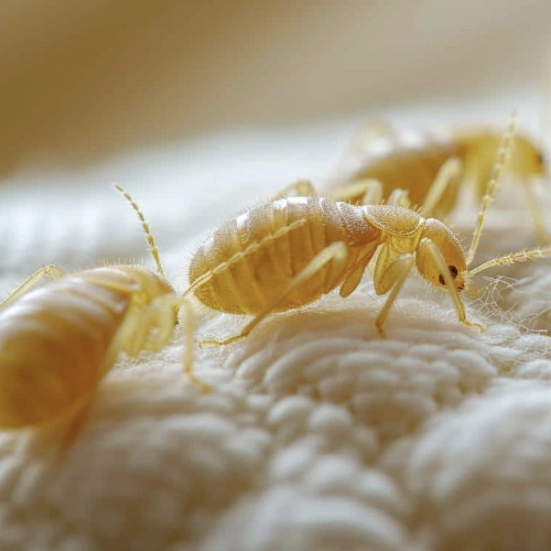 Gros plan de punaises de lit immatures (nymphes) se déplaçant sur un tissu clair, montrant leur corps translucide caractéristique.