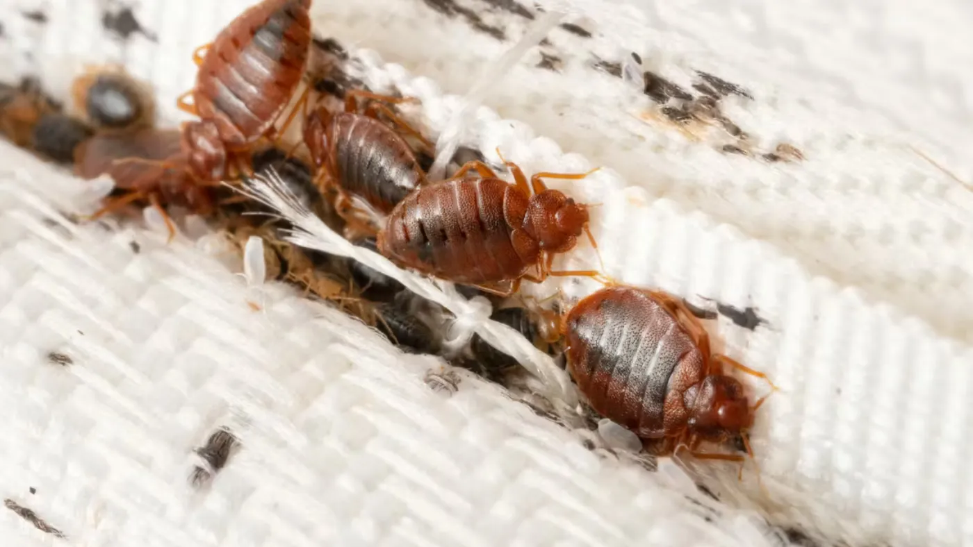 Punaise de lit piqûre : comment les reconnaître et que faire ? 1 Infestation de punaises de lit sur un matelas avec insectes visibles et traces