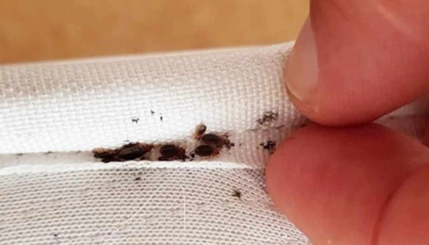 Traces de punaises de lit sur un matelas – excréments noirs et signes visibles d’infestation de punaises de lit sur couture de matelas