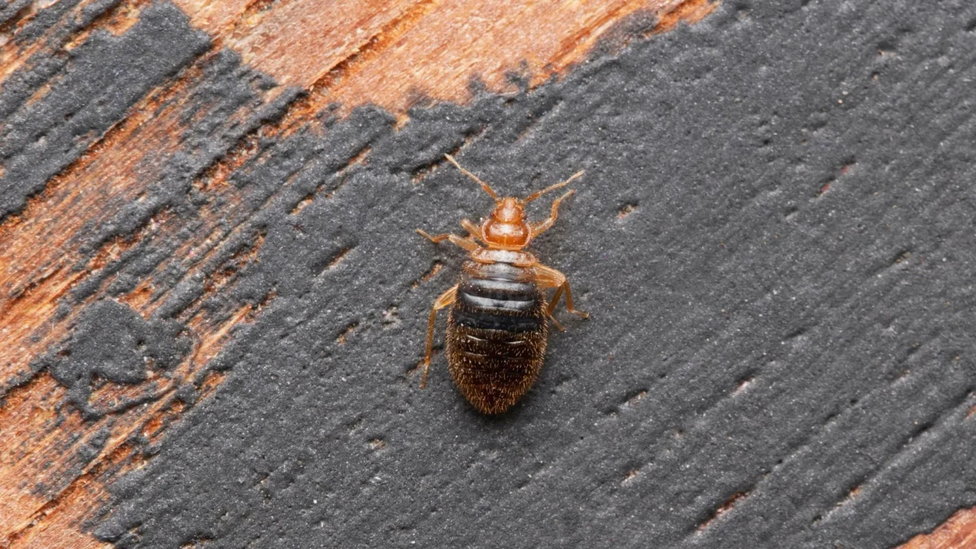 Traitement des piqûres de punaises de lit : soulager rapidement les démangeaisons et éviter les complications 7 Punaise de lit adulte sur surface en bois – insecte nuisible brun foncé, signe visible d’infestation de punaises de lit dans l’habitat